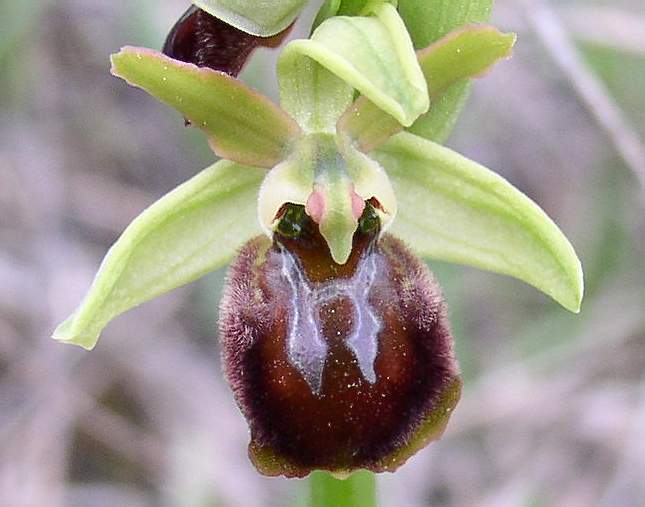 Ophrys sphegodes